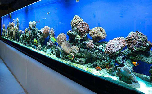 家里的鱼缸里面的水总是浑浊怎么办？教您处理方法