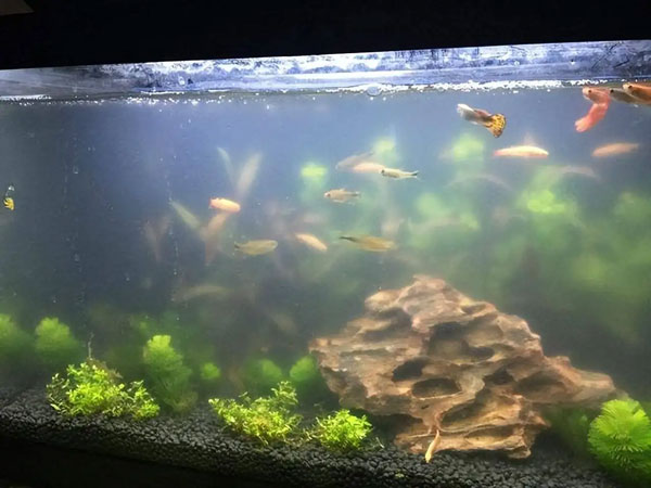 合肥鱼缸清洗